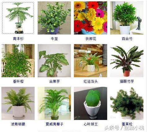 室內植物種類